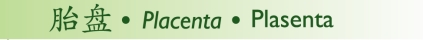 Placenta
